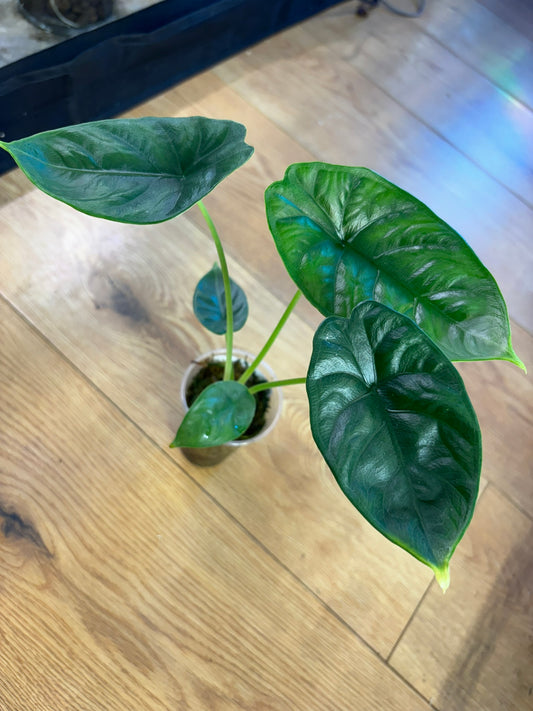 Alocasia Puncak Borneensis