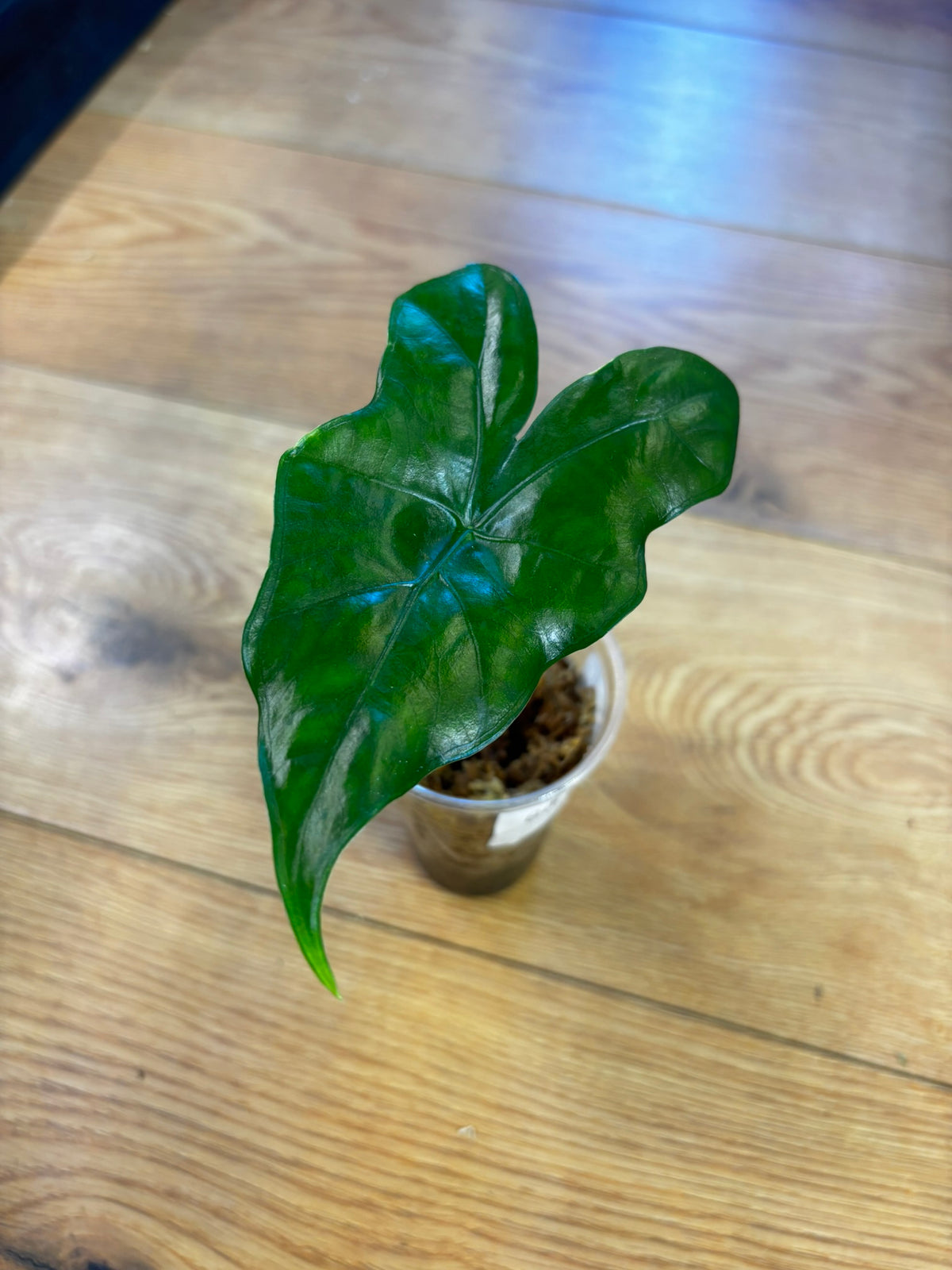 Alocasia Nycteris Batwing