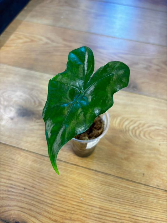 Alocasia Nycteris Batwing