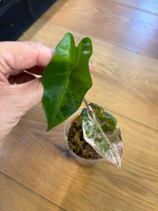 Alocasia Pseudo Sanderiana Pink/Aurea Babypflanze