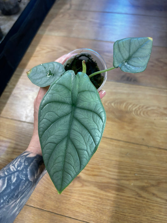 Alocasia Red Grey