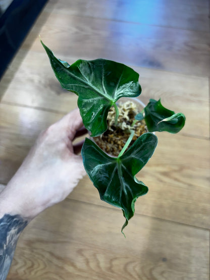 Alocasia Loco