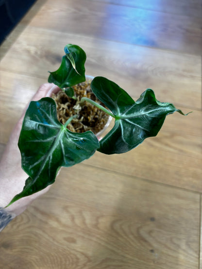 Alocasia Loco