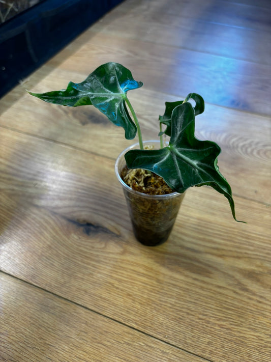 Alocasia Loco