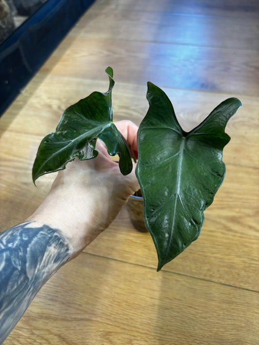 Alocasia Lailah