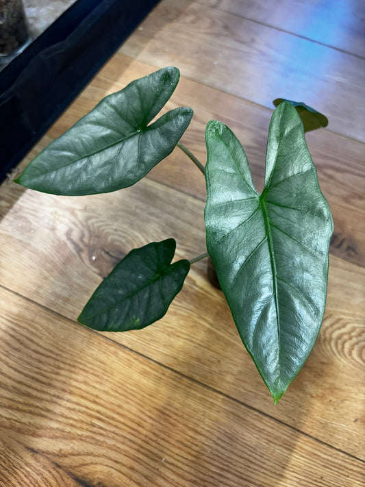 Alocasia Heterophylla Corazon