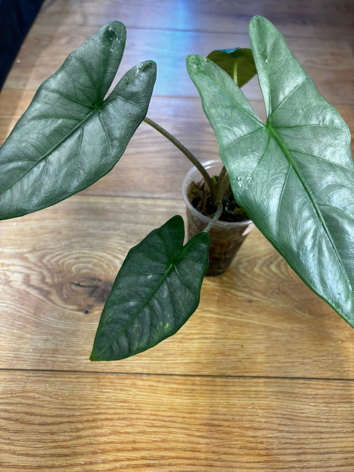 Alocasia Heterophylla Corazon
