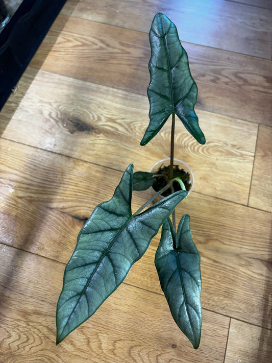 Alocasia Heterophylla