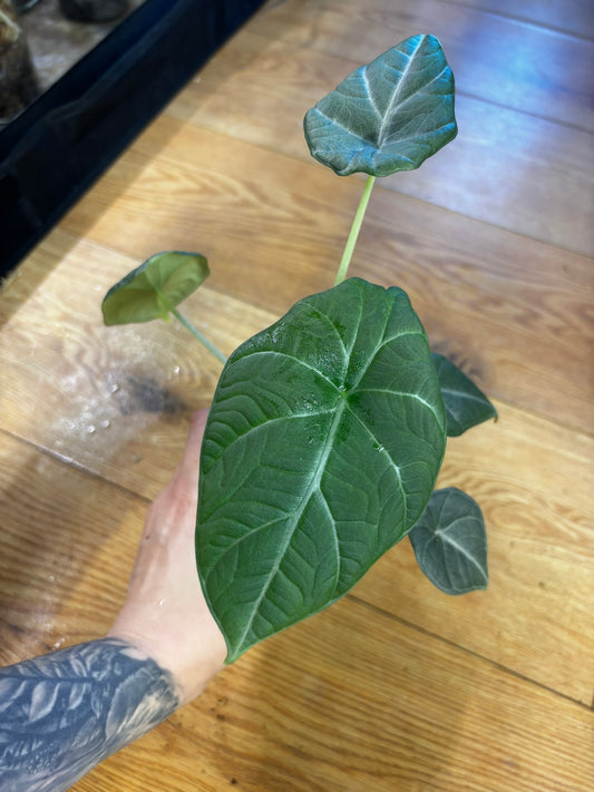 Alocasia Maharani