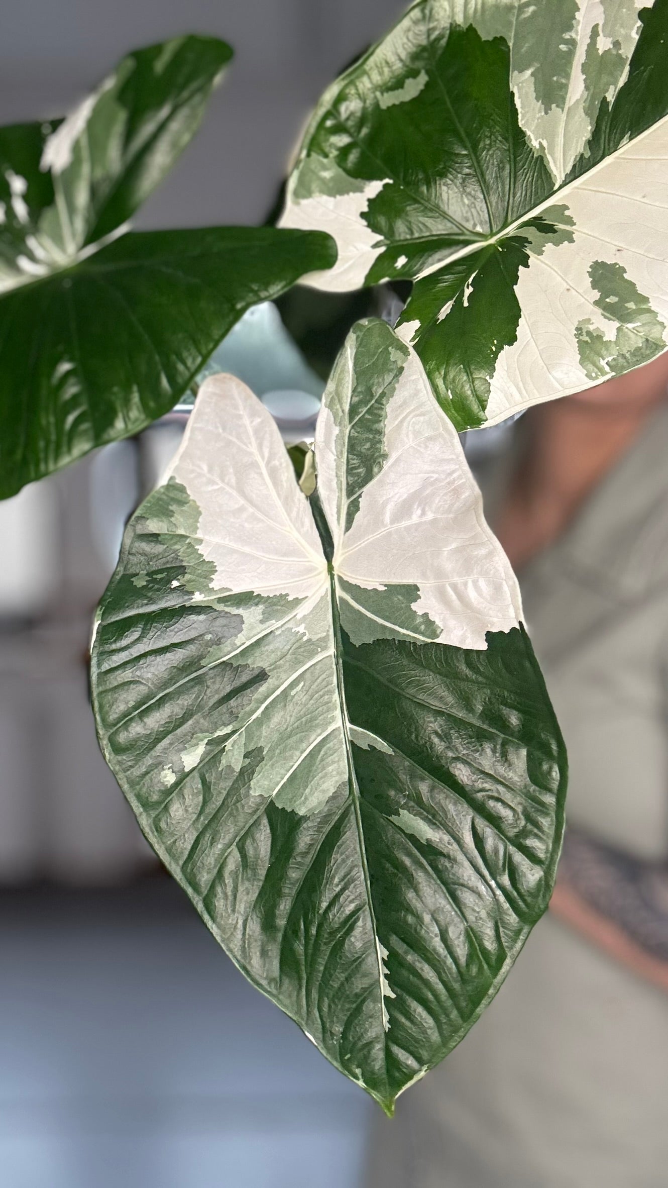 Alocasia Rhizom Fornicata Albo
