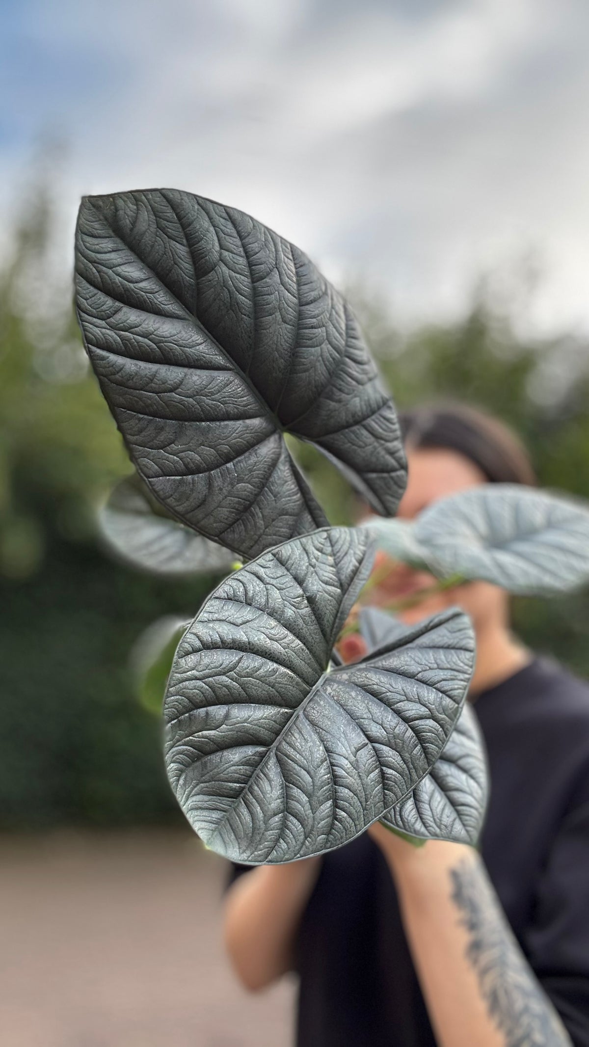 Alocasia Rhizom Silver Streak