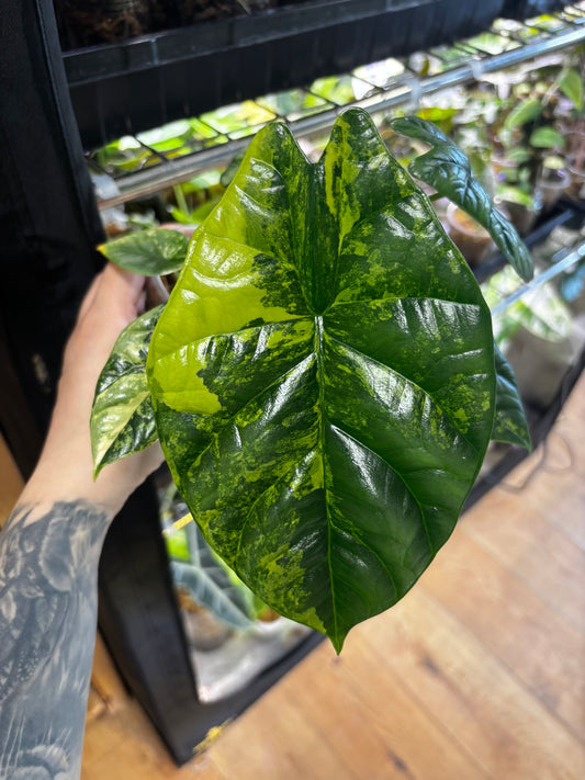 Alocasia Rhizom Sinuata Aurea
