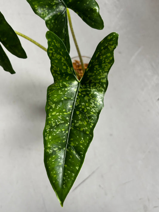 Alocasia Rhizom Shattered Glass