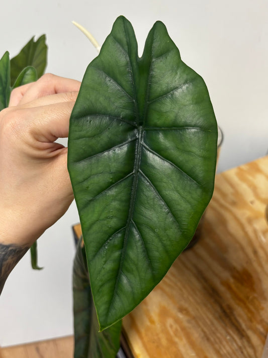 Alocasia Rhizom Bahamut