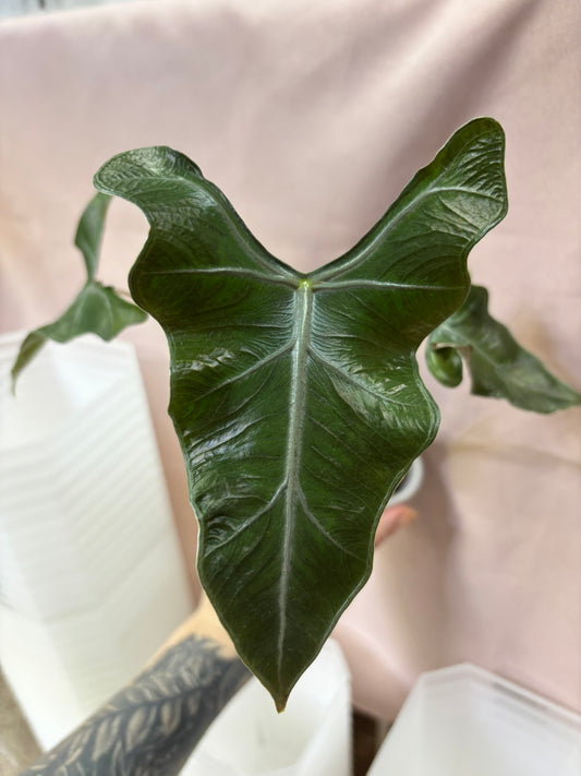 Alocasia Rhizom Lailah