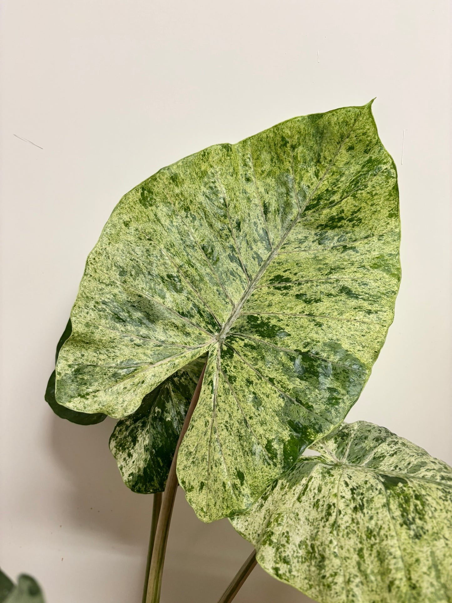 Alocasia Rhizom Odora Batik/Splash