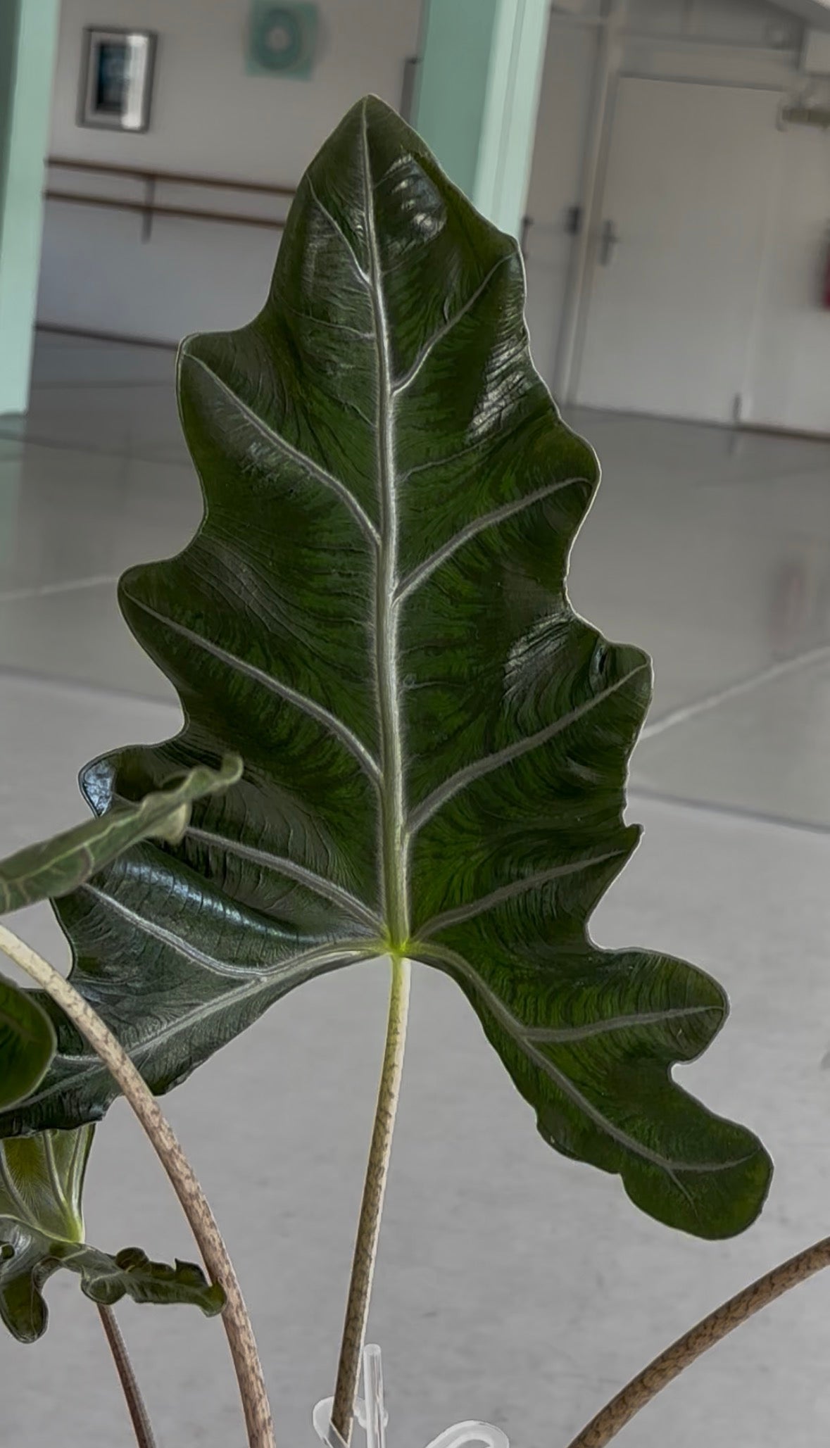 Alocasia Rhizome Zebrina Black Stem Aurea