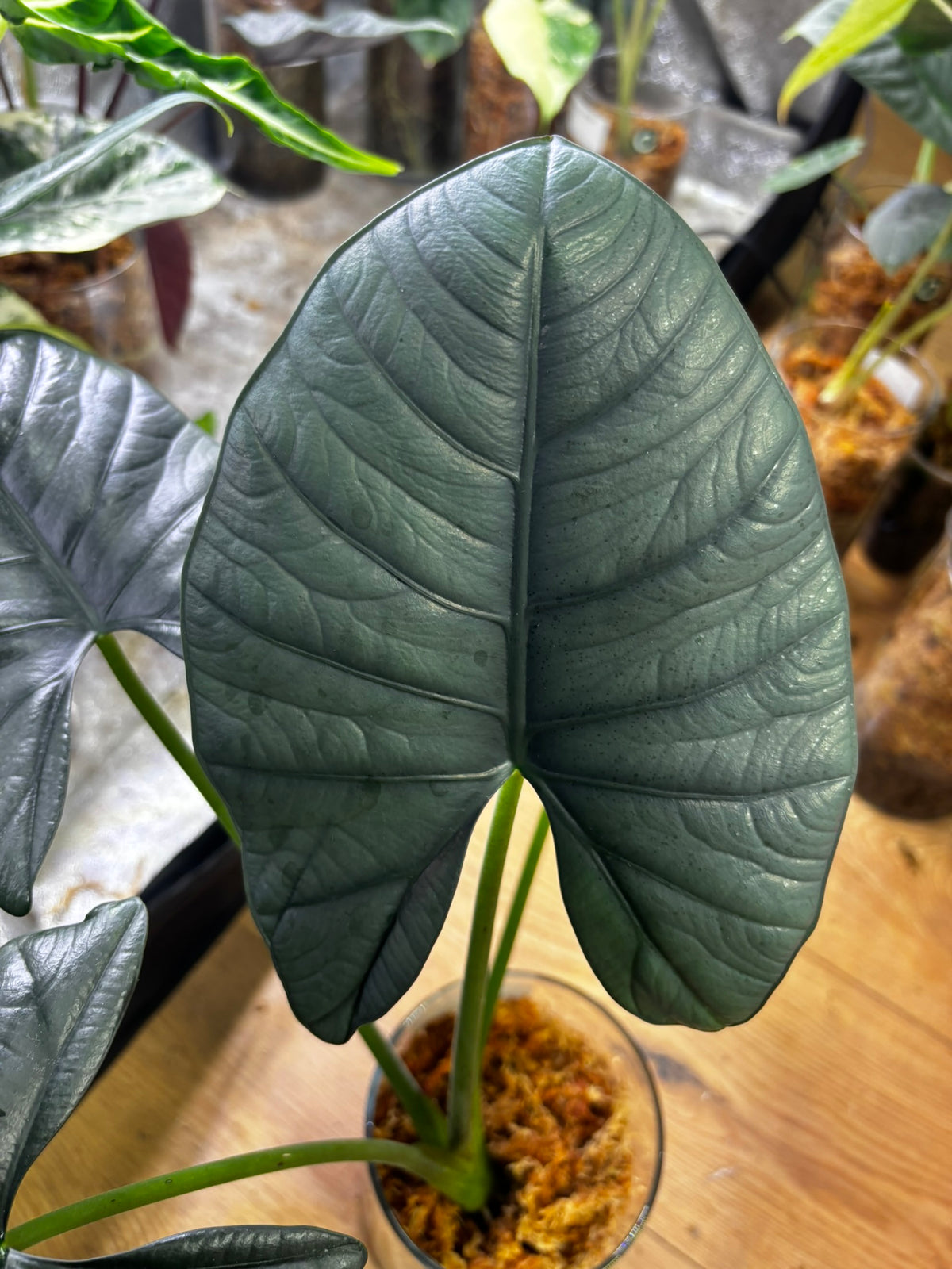 Alocasia Rhizom Sintang