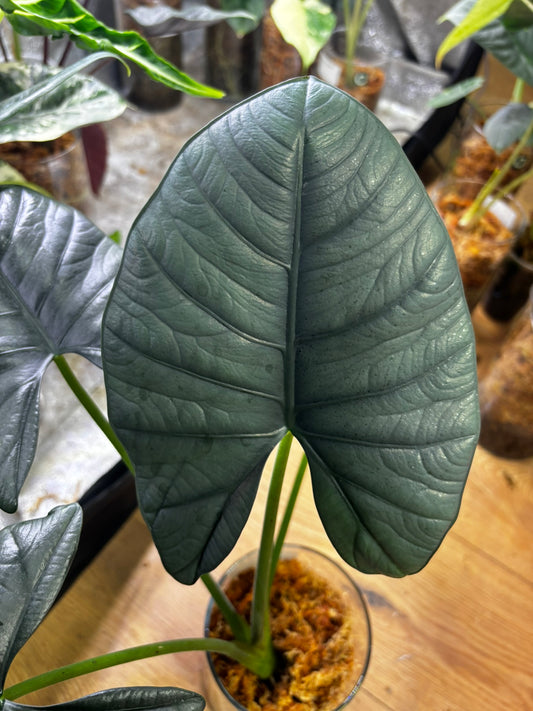 Alocasia Rhizom Sintang