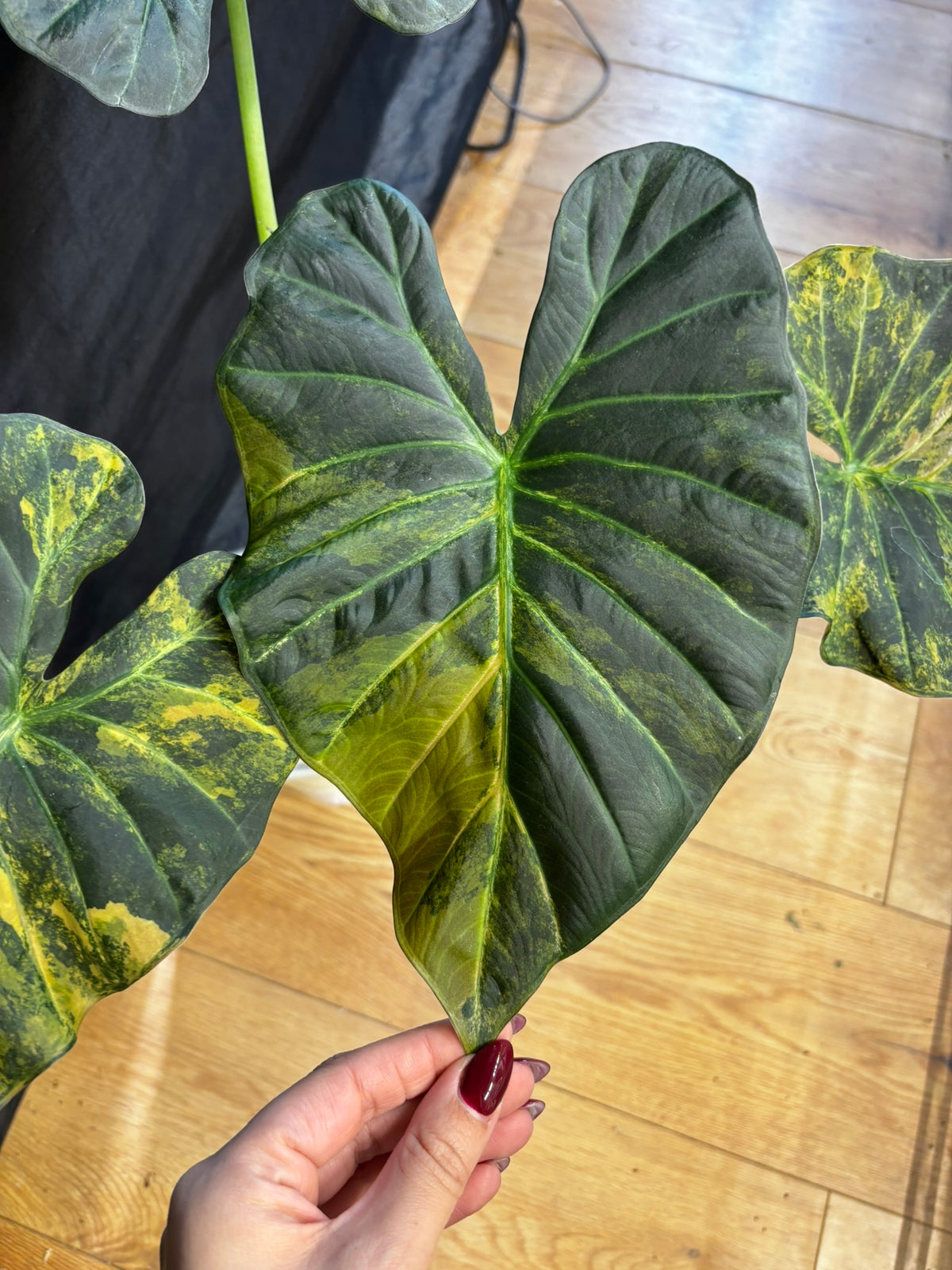 Alocasia Rhizom Regal Shield Aurea