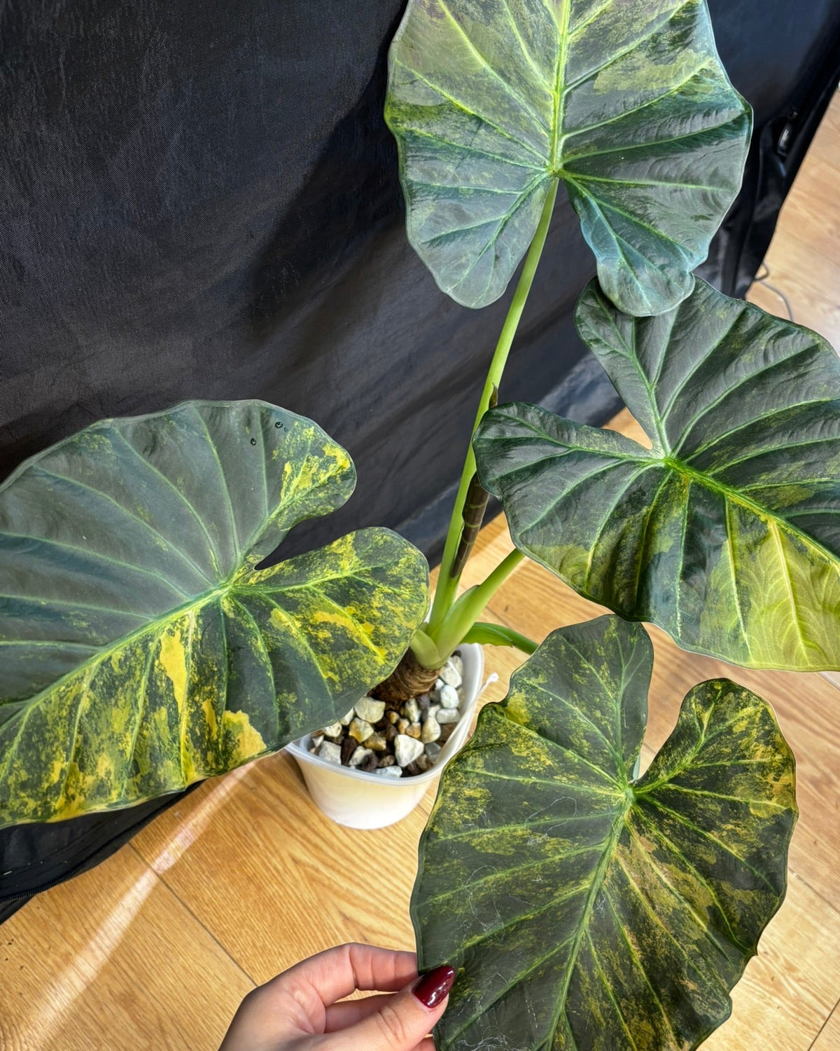 Alocasia Rhizom Regal Shield Aurea