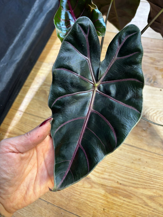 Alocasia Rhizom Suhirmaniana Purple Veins