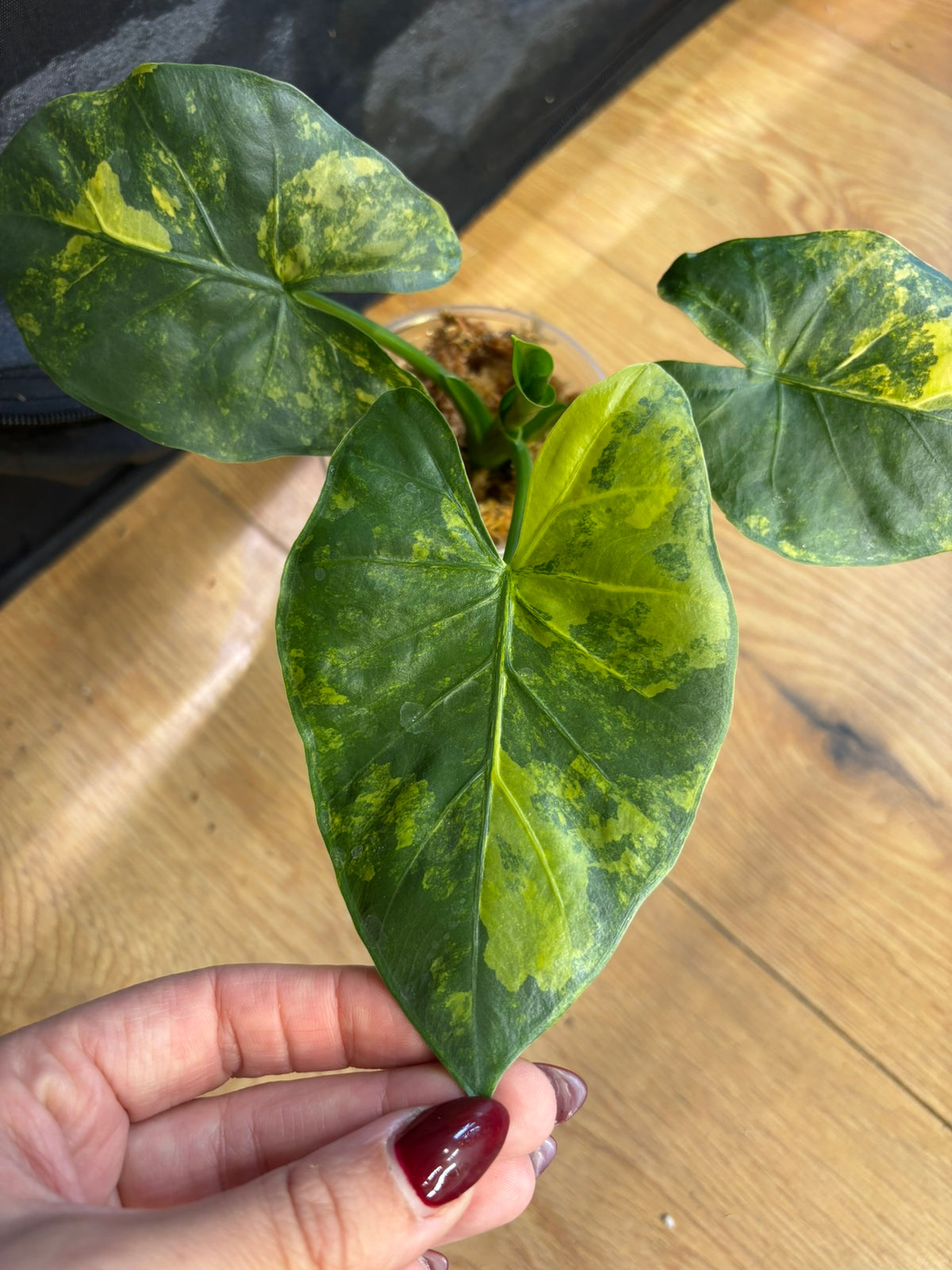 Alocasia Rhizom Macrorrhiza Aurea