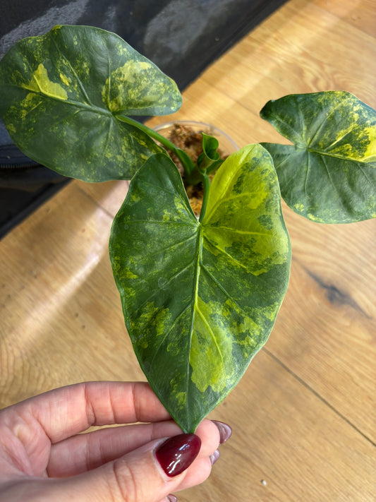 Alocasia Rhizom Macrorrhiza Aurea