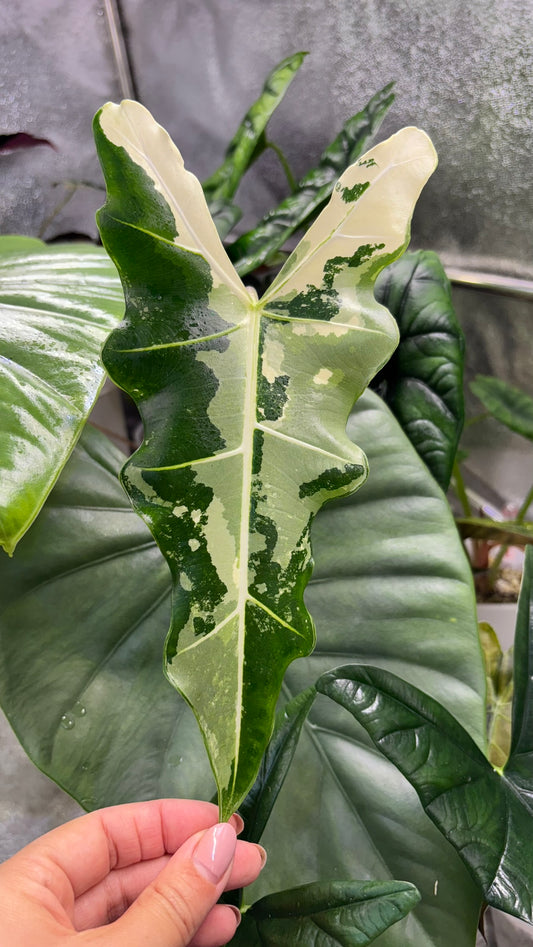 Rhizome d'Alocasia Sarian Albo