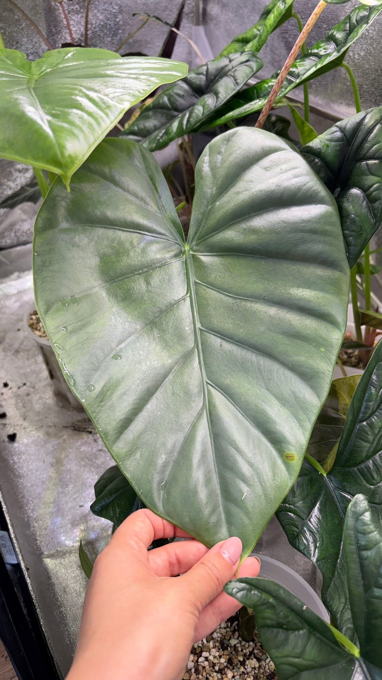 Alocasia Rhizome Zebrina Black Stem Aurea