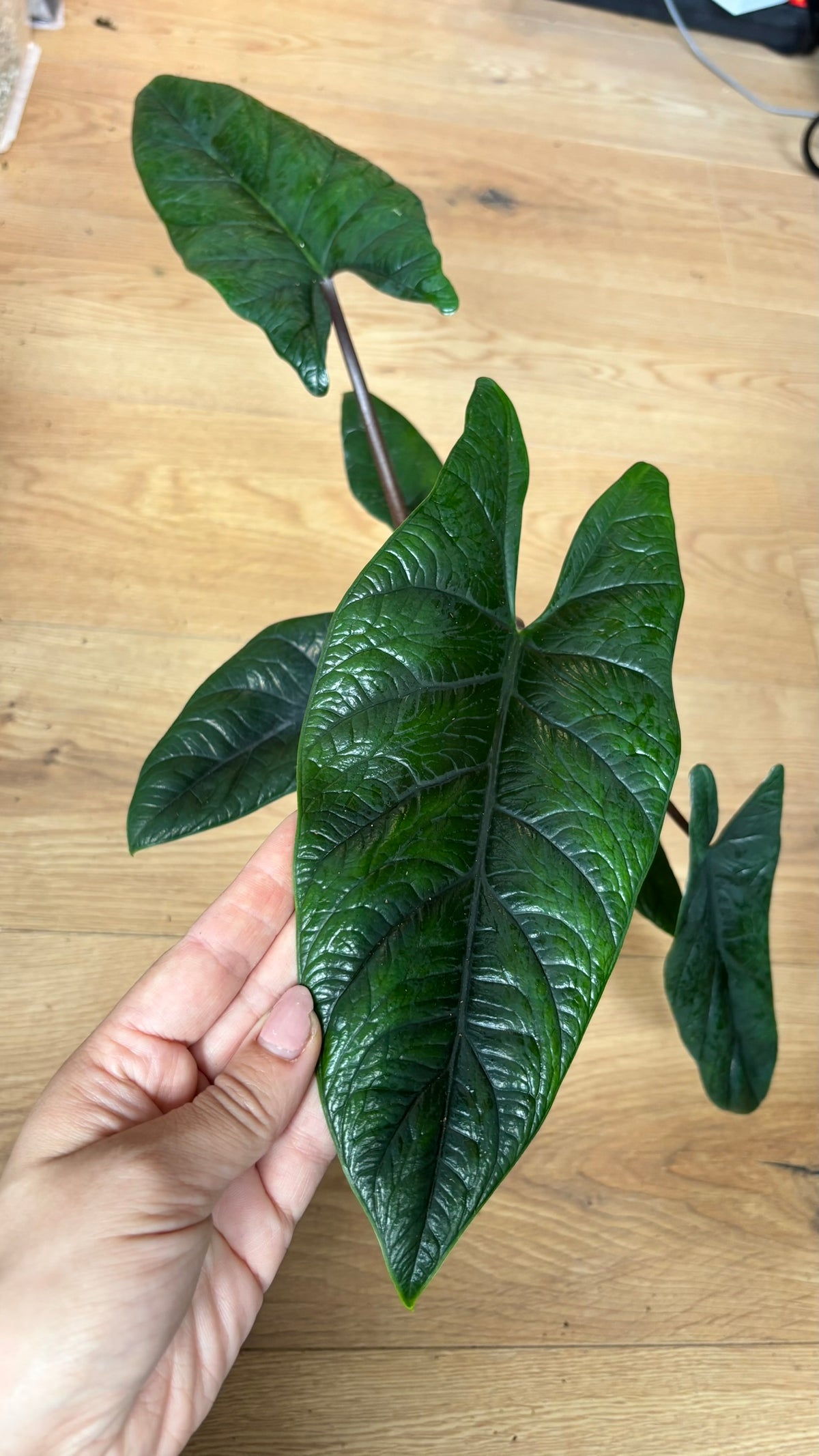 Alocasia Rhizome Zebrina Black Stem Aurea