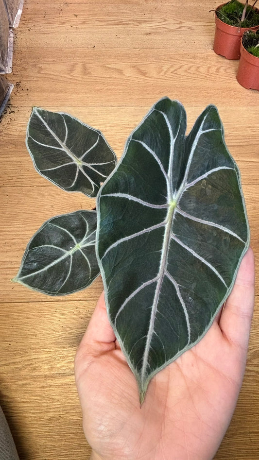 Alocasia Rhizom Suhirmaniana Purple