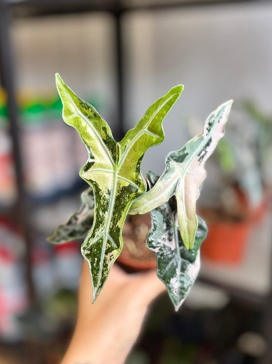 Alocasia Rhizom Sanderiana Nobilis Pink & Aurea Mix