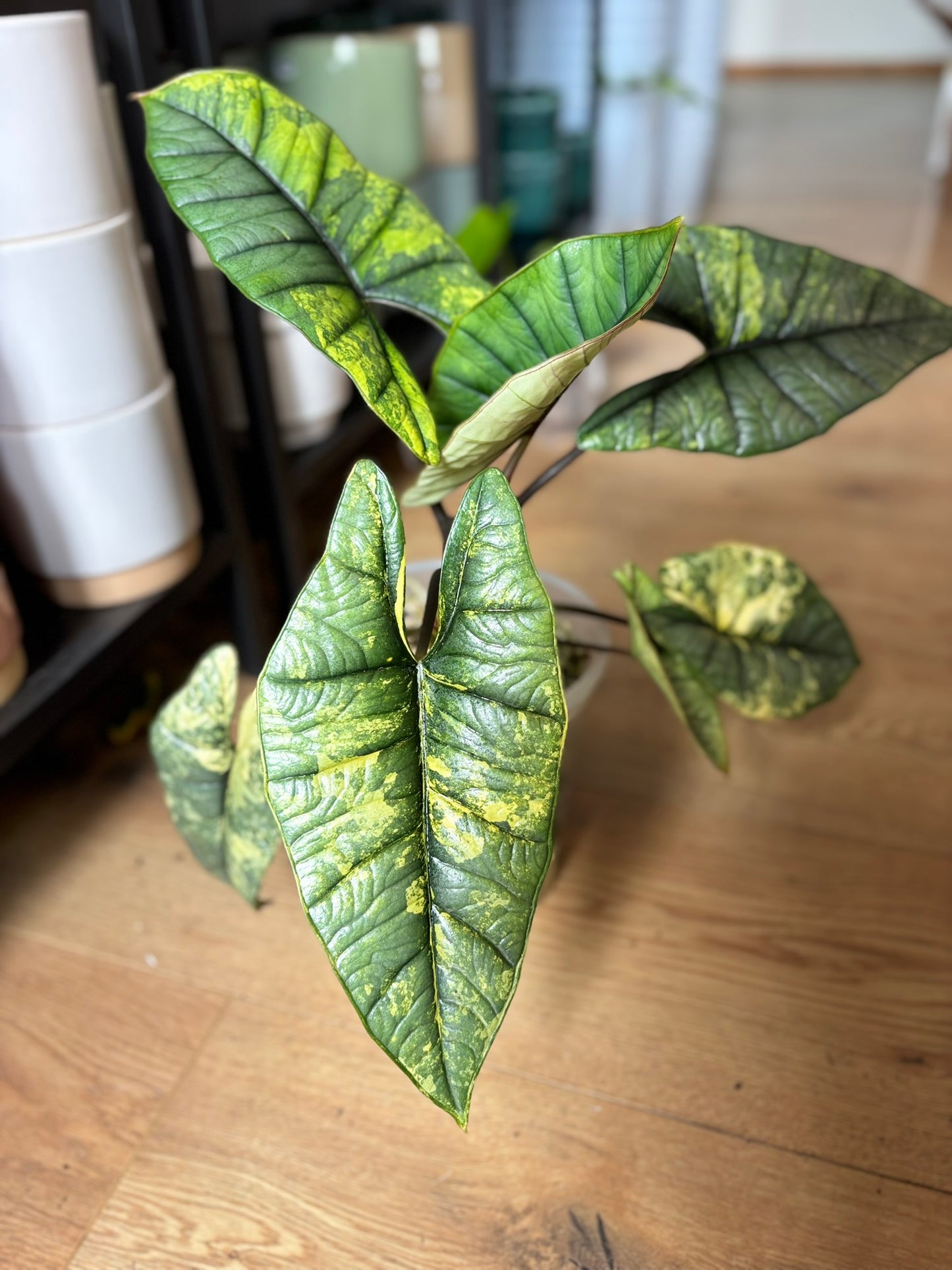 Alocasia Platinum Aurea