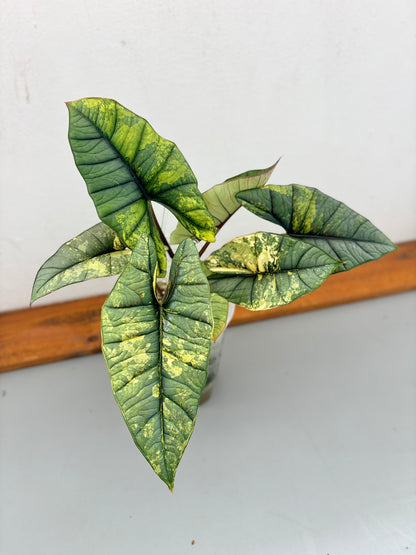 Alocasia Rhizome Platine Aurea