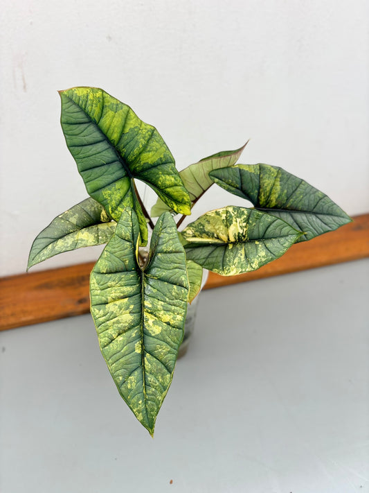 Alocasia Rhizom Platinum Aurea