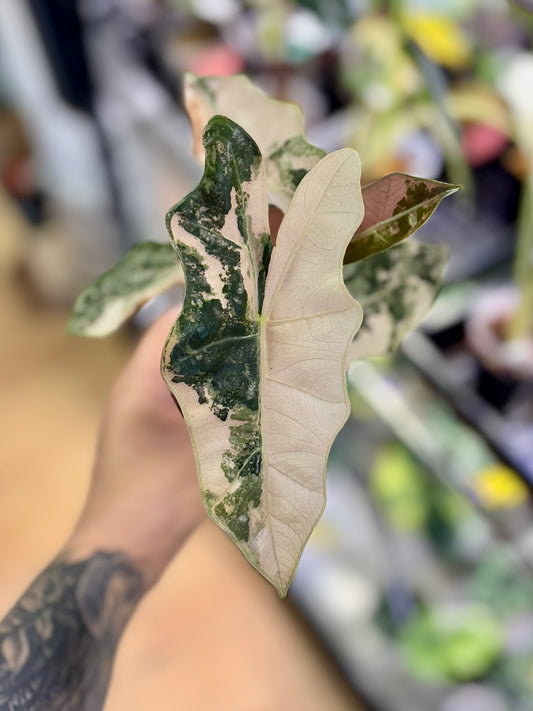 Rhizome d'Alocasia Pseudosanderiana rose