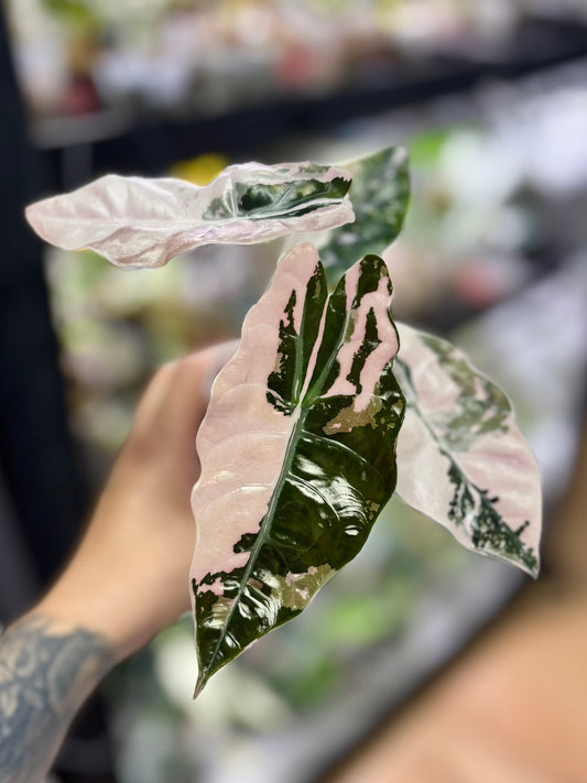 Alocasia Rhizom Chantrieri Pink