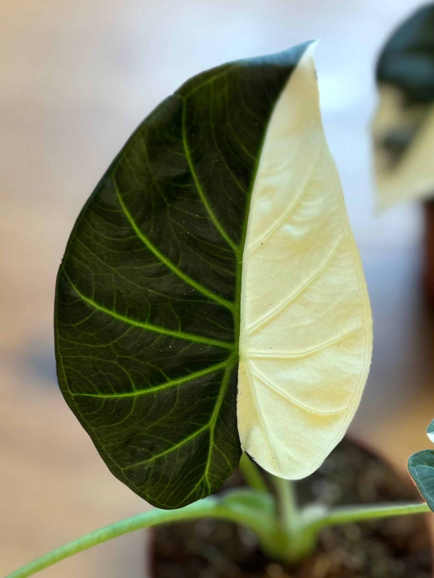 Rhizome d'Alocasia Regal Shields Albo