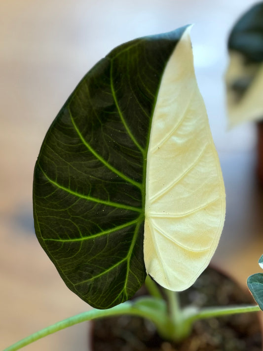 Alocasia Rhizom Regal Shields Albo