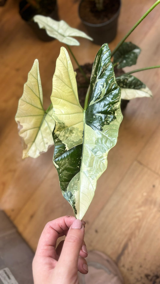 Alocasia Rhizom Simpo Albo