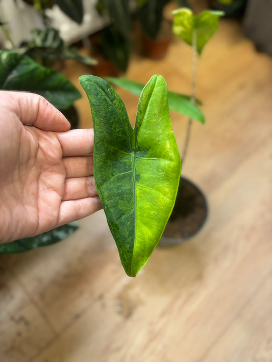 Alocasia Rhizom Zebrina Aurea