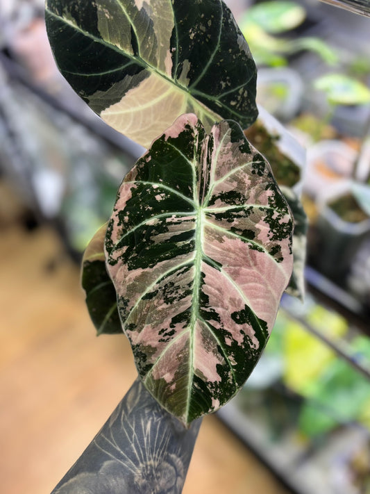 Alocasia Rhizom Black Velvet Pink