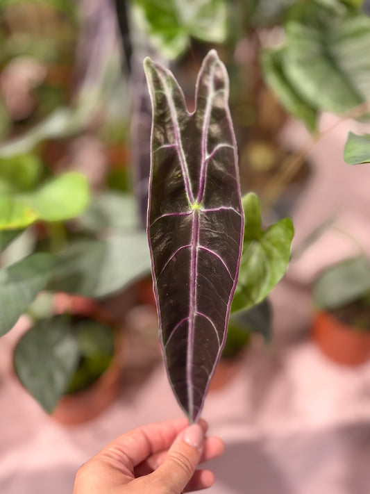 Alocasia Rhizom Longiloba Purple