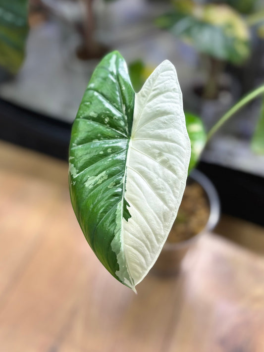 Alocasia Rhizom Fornicata Albo