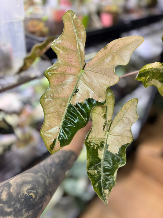 Alocasia Rhizom Pseudosanderiana Pink
