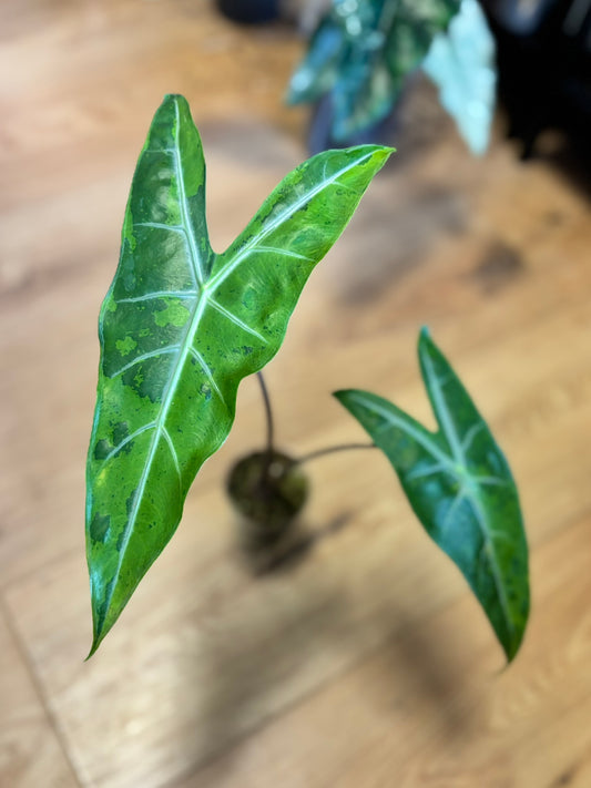 Alocasia Rhizom Longiloba Lemon Lime