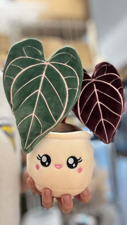 ANTHURIUM CRYSTALLINUM | Pflanzenstofftier