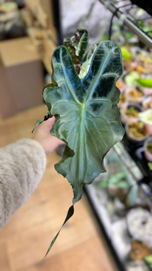 Alocasia Rhizom Venom