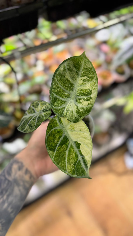 Alocasia Rhizome Ninja Tricolore
